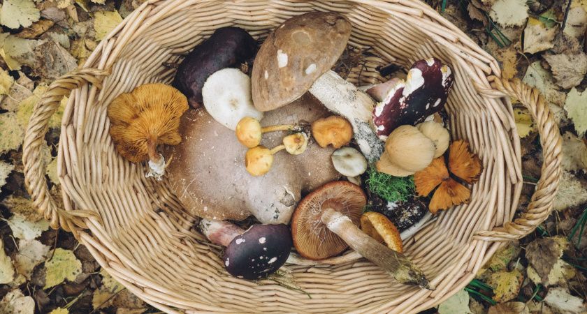 Родственник рыжика - плотный, сладкий и мясистый: но грибники его не собирают, а зря