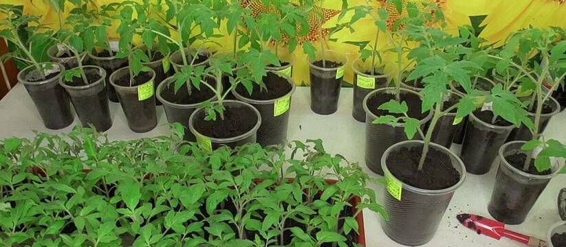 2 капли под корень – и вытянутая рассада мгновенно наберет силу: томаты и перцы станут мощными и крепкими