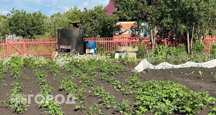 Нужно ли удобрять и окучивать картофель. Запомните раз и навсегда