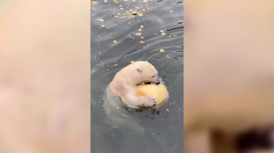 Хаарчаане из Ленинградского зоопарка подарили гигантскую тыкву весом 70 килограммов