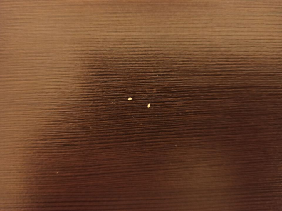 Каладиум из семян: увлекательное путешествие в мир цветов