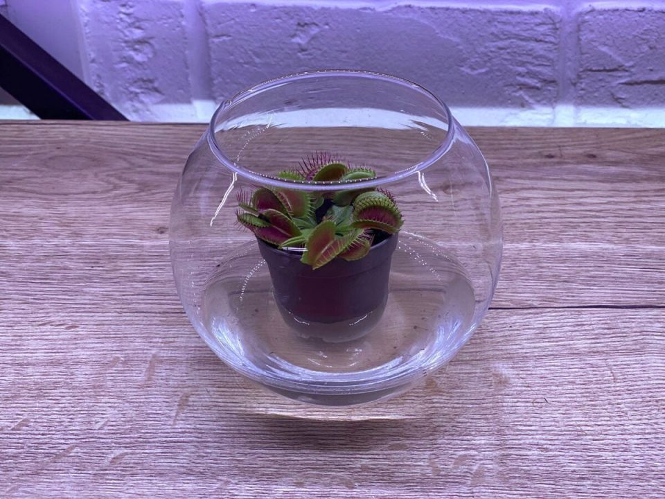 Почему дистиллированная вода – лучшее решение для хищных растений