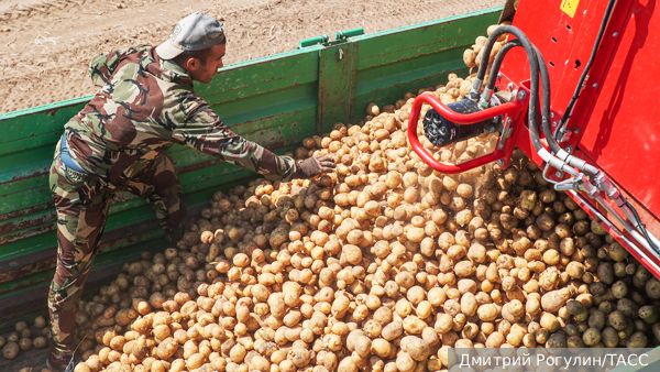 Хороший урожай картофеля в России: обещания стабильности и благоприятные перспективы