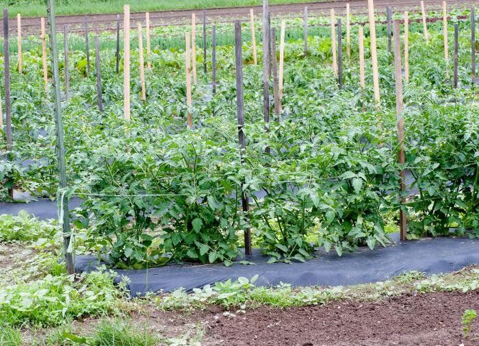 Почему рассада цветет раньше времени: основные причины и решения