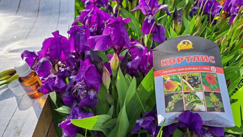 Как инсектицид «Кортлис» спас сад от нашествия вредителей