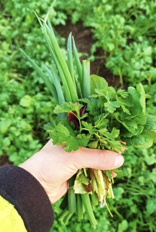 Как вырастить идеальную петрушку: простые секреты для урожайного сада