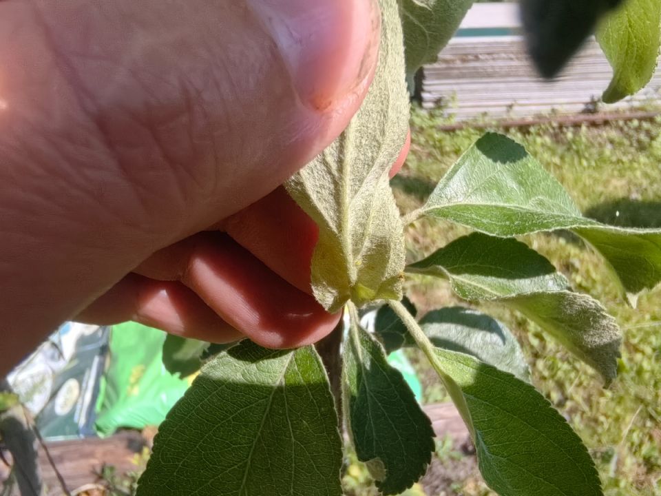 Чеснок против тли: натуральное решение для садоводов