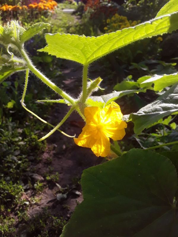 Почему огурцы все еще не теряют популярность? Рассказ о необычных сортах и их выращивании