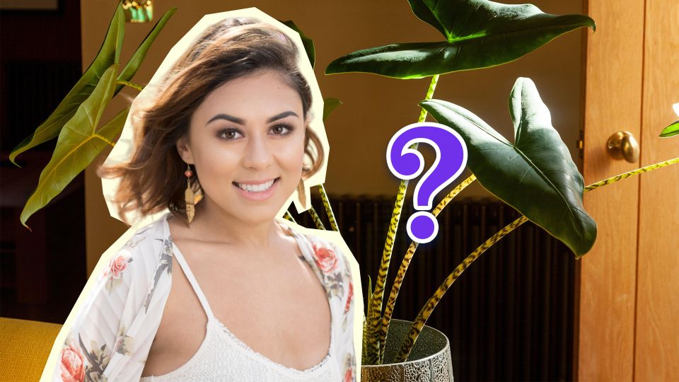 Раскидистый цветок перестанет падать: палки и нитки не понадобятся