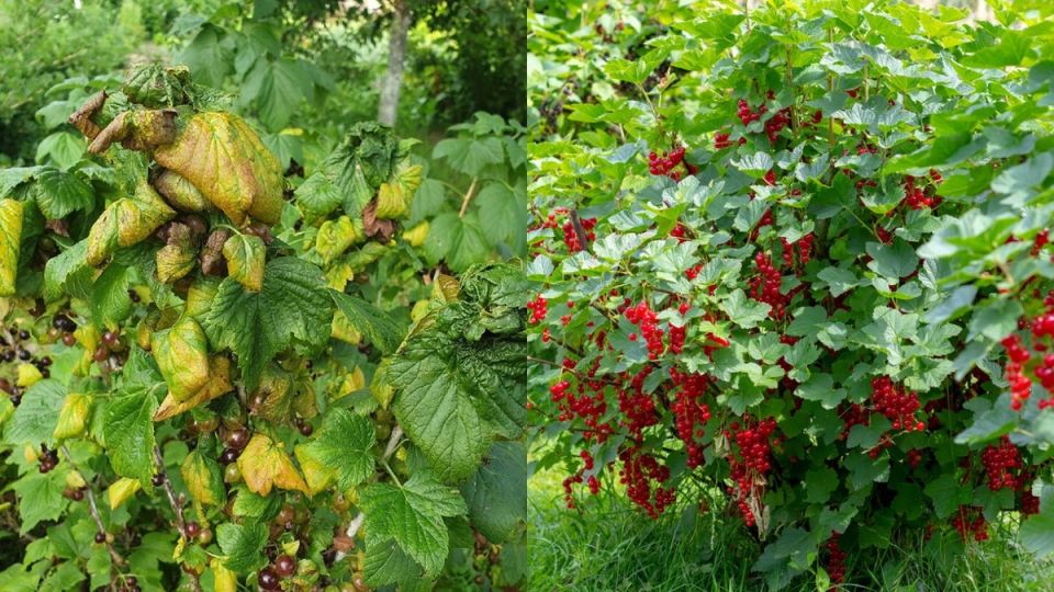 Как горячая вода может спасти урожай смородины: проверенный способ борьбы с вредителями