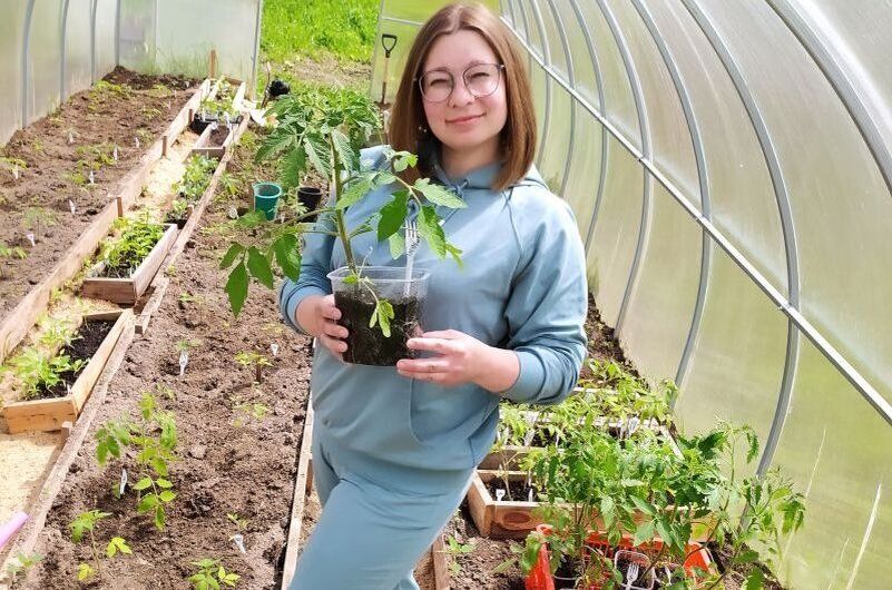 Почему не стоит спешить с высадкой рассады томатов в теплицу в апреле