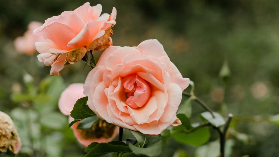 Зимой розы не замерзнут, а летом вымахают соседям на зависть: секрет в этой подкормке