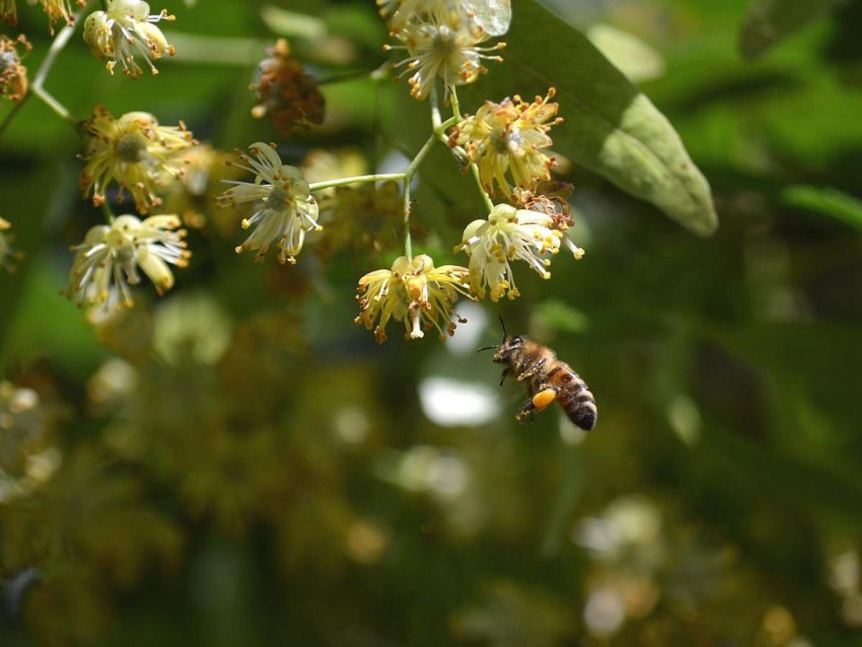 Как вырастить липу: секреты, о которых не расскажут