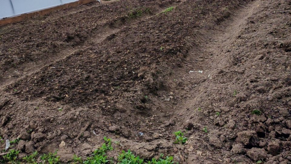 Как избежать распространенных ошибок при посадке голубики: советы для успешного урожая