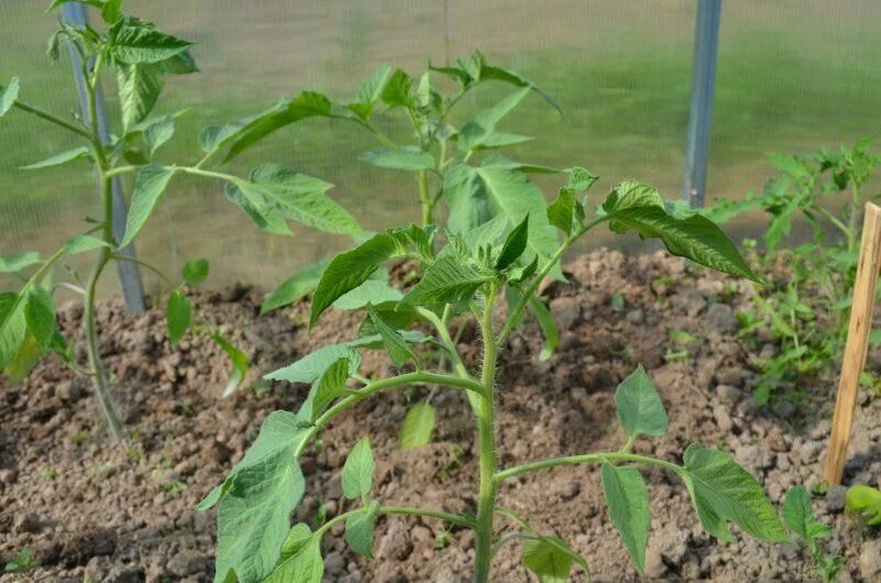 Оптимальные условия для лучшего роста томатов: советы по первой подкормке