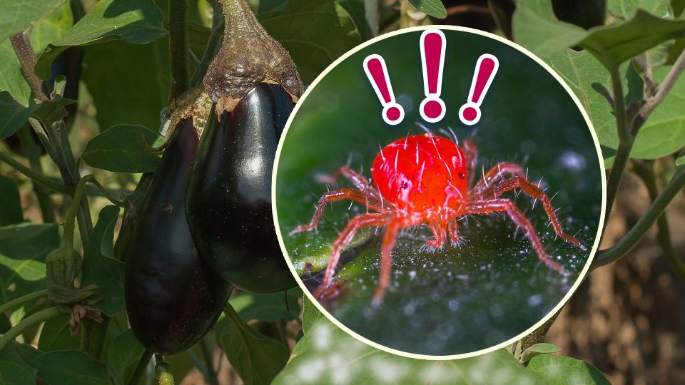 Тревожный признак: вот почему листья баклажанов покрылись белым налетом