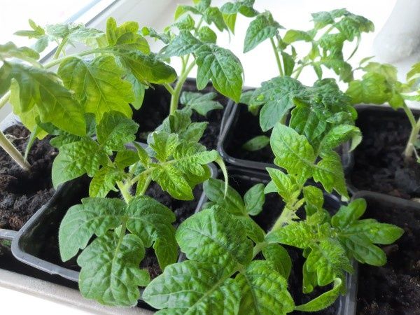 Томаты в 2025 году: когда и как посеять семена на рассаду