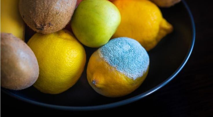 Как справляться с плесенью на продуктах: важные советы и мифы