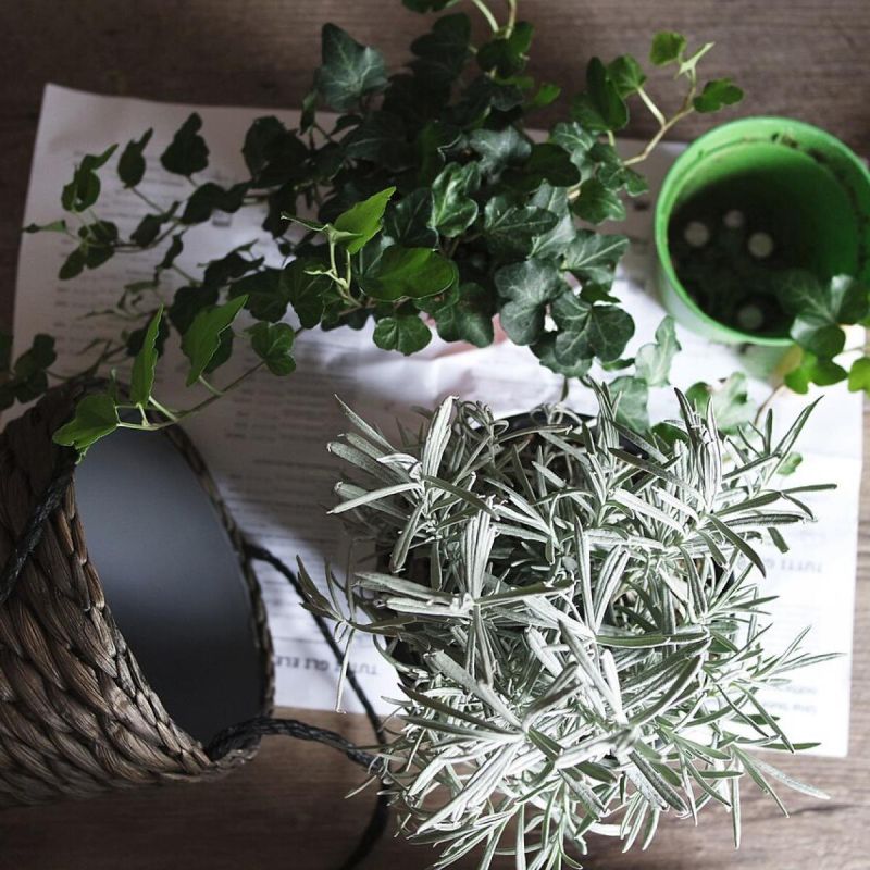 ��������� ��������� ��������: ����� � ������ ��� ����������?