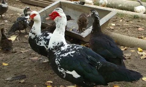 ��������: ����� �������� ��� ��������� ���������