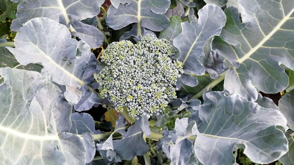 Вкусный и полезный ужин за считанные минуты