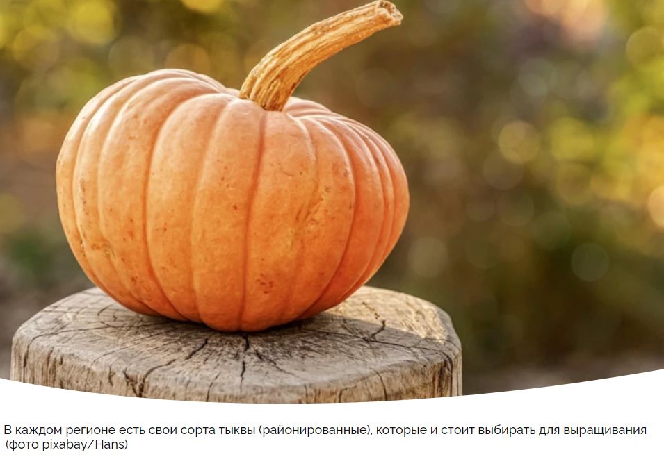 Почему тыква — секрет здоровья и красоты