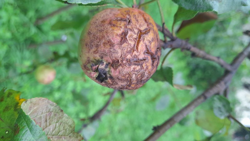 Яблони атакуют: как спасти урожай от агрессивной парши