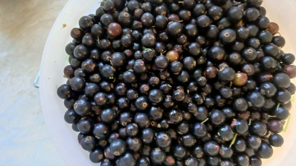 Секреты успешного сбора ягод: что не так с продажами в этом сезоне?