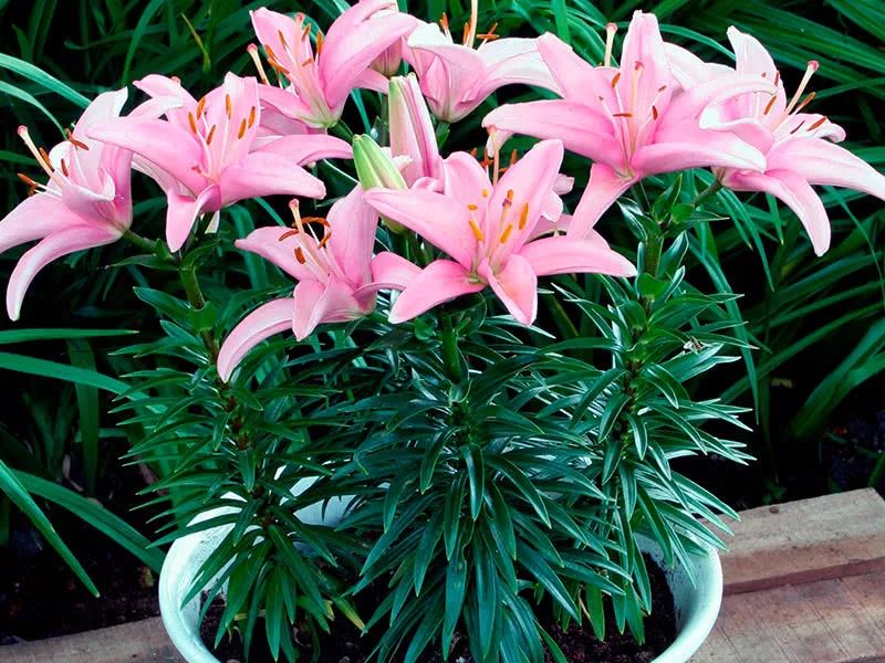 ��� ��������� ��������� ������ ������� �����: ������ ��� ����������