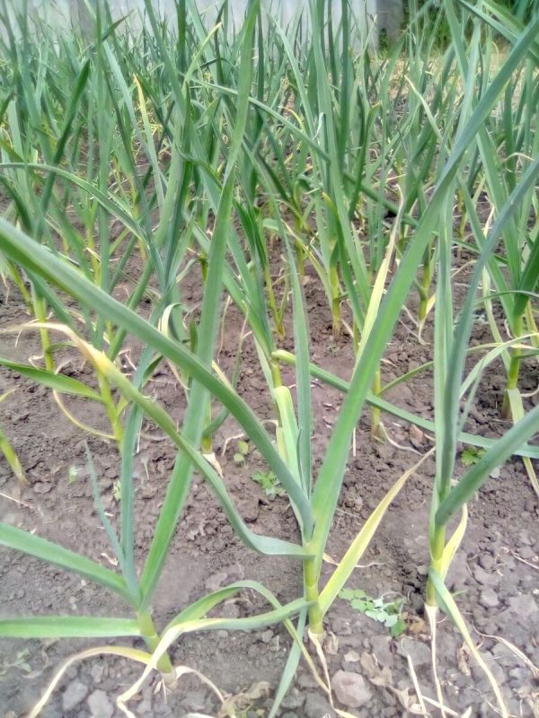 Увеличьте урожай чеснока: секреты правильного полива