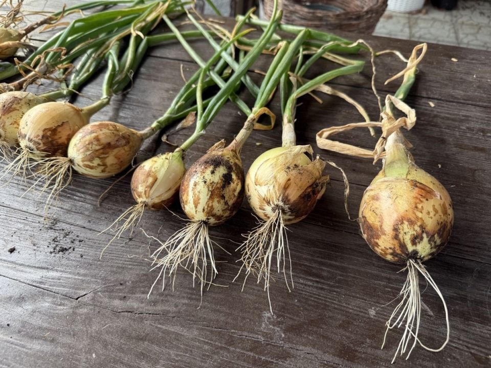 ����������� ���� ��������� �� �����: ������� ��������� ��������