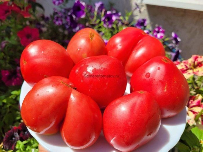 ������ ������� �������: ��������� ����� ��� �����������