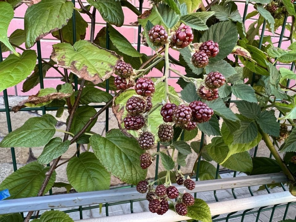 ��� ������� ������� ��������� � ������� �������� ���� �� �������� ����������