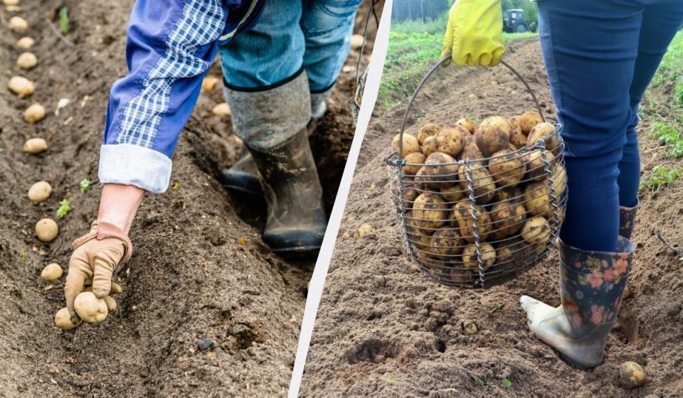 ��� ������ �������� ������� ������ �������� � 2026 ����