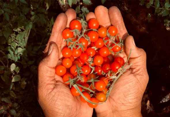 Томат Цыпочка: форма и урожай, которые впечатляют