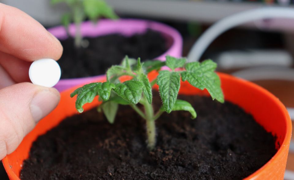 Как правильно удобрять рассаду в марте: выбираем между химией и органикой