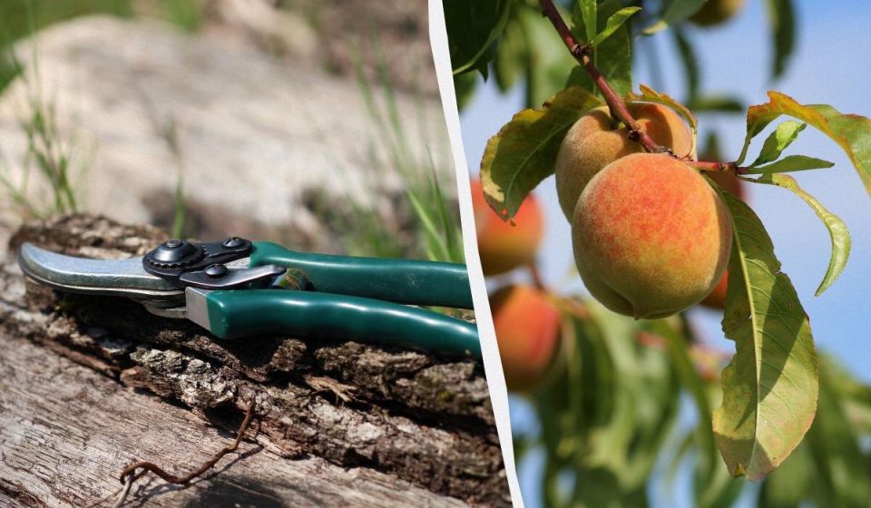 осень на пороге: когда и какие деревья обрезать нельзя