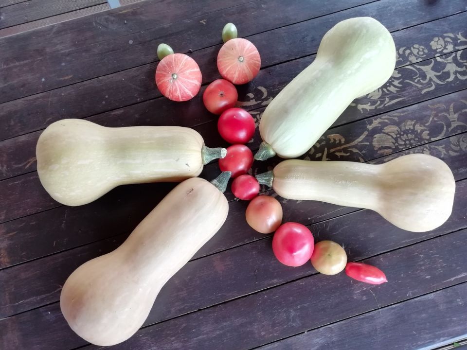 вкус тыквы: как неприязнь превратилась в кулинарное восхищение