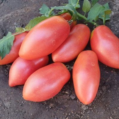 Томат волчий клык: как ранний вкусный сорт завоевывает огородников