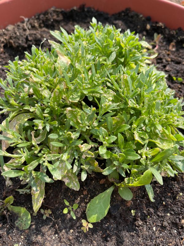 ��� ��������� ������� � �������: ������ � ������������ �� ������ � �����������