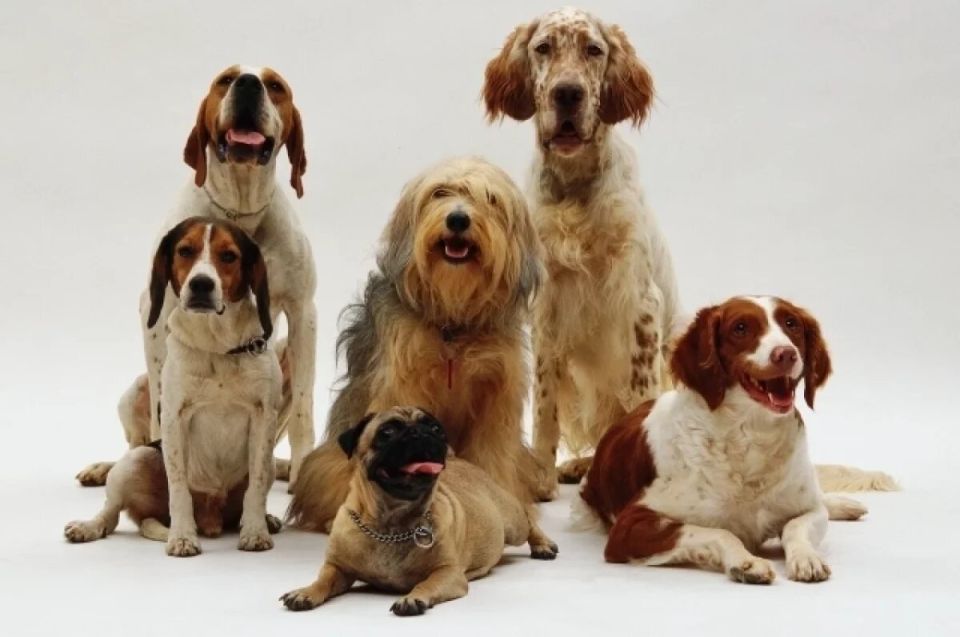 ������ �� ������������ ���������� �������� �������� ����� ������� �� 300 ����� ������