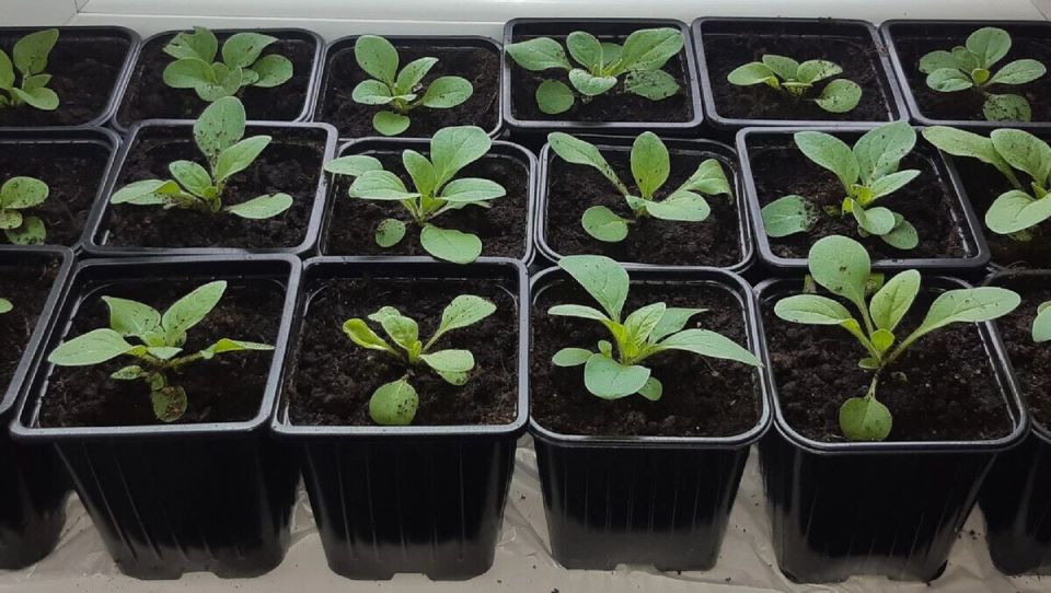 ������� �������� ��������� �������: ��� �������� flourishing ������� � ������ ������