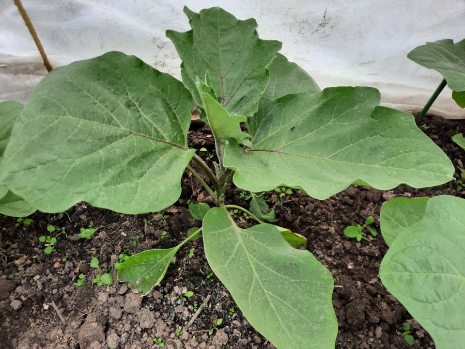 Как правильно ухаживать за рассадой баклажанов