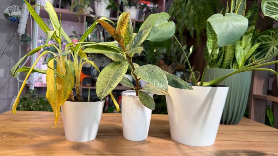 Пересаживать зимой? Разбираемся в трех ситуациях, когда это необходимо