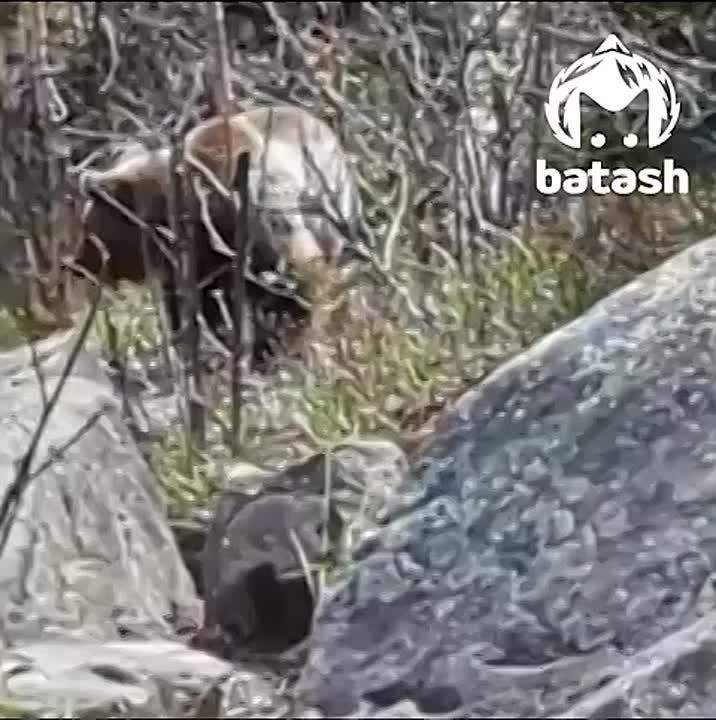 &quot;---!&quot;.      ,        