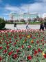 Уральскую столицу украсили распустившиеся тюльпаны