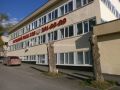 Тополя-столбы: новый тренд городского озеленения?