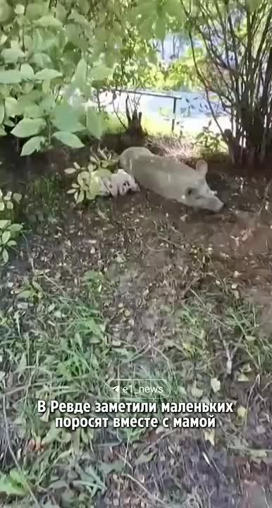 Ҹ    !