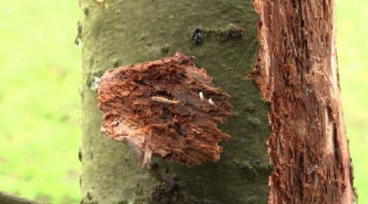 123    ,     - -    