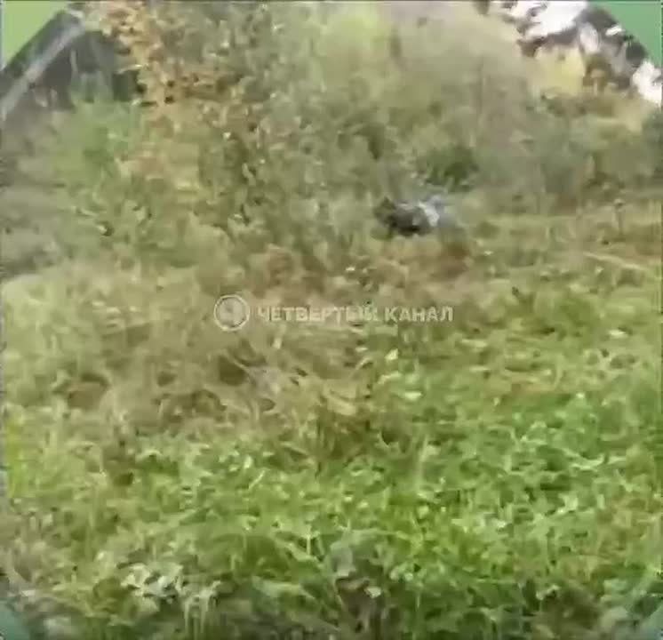       -   ,   ,  -       .  ,   ...